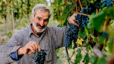 Photo of კახეთის რეგიონში, ღვინის საწარმოებს ყურძენი 19 000-მდე მევენახემ ჩააბარა