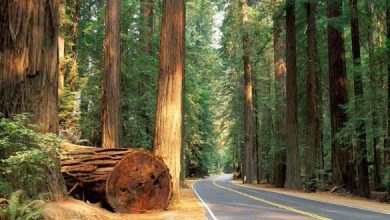 Photo of 2023 წლიდან სოფლის მოსახლეობა შეშას ტყეში ვეღარ მოჭრის – რას ითვალისწინებს ტყითსარგებლობის წესი?