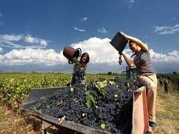 Photo of 7 სექტემბრის მონაცემებით, 27 000 ტონა ყურძენი გადამუშავდა
