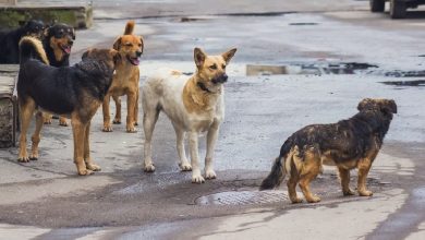Photo of ახმეტაში მიუსაფარი ძაღლების ვაქცინაცია-სტერლიზაცია იწყება