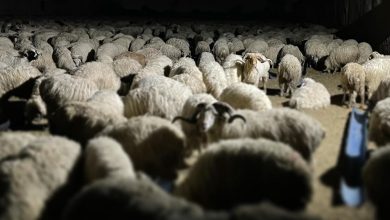 Photo of საქართველოდან ცოცხალი ცხვრის ექსპორტი შემცირდა – საექსპორტო ქვეყნები