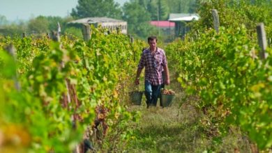 Photo of ღვინის ეროვნული სააგენტო – 26 სექტემბრის მდგომარეობით, კახეთის რეგიონში, ღვინის საწარმოებს ყურძენი 16 000-მდე მევენახემ ჩააბარა, მათი შემოსავალი 174 მილიონ ლარს აღწევს