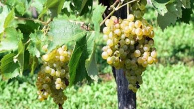 Photo of „მთავარი პრობლემა საქართველოში დღეს ჭარბყურძნიანობაა, უფრო მეტი ყურძენი გვაქვს, ვიდრე კერძო სექტორს სჭირდება“