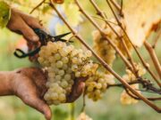 უხვა მოსავალმა და ნალექიანმა ამინდებმა, კრეფისთვის ხელსაყრელი პერიოდი შეამცირა – ღვინის ეროვნული სააგენტო