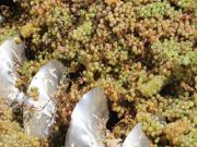 სეტყვისგან დაზარალებულ მევენახეებს ყურძნის ჩაბარების პრობლემა არ შეექმნებათ