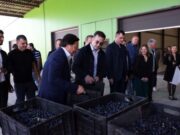 კახეთში თანამედროვე ტექნოლოგიებით აღჭურვილი ზეთისხილის გადამამუშავებელი საწარმო გაიხსნა