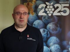 2025 წელს, ბოლო 30 წლის ყველაზე მაღალი, რეკორდული რაოდენობის ყურძნის მოსავალი დაფიქსირდა