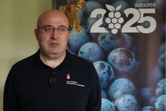 2025 წელს, ბოლო 30 წლის ყველაზე მაღალი, რეკორდული რაოდენობის ყურძნის მოსავალი დაფიქსირდა