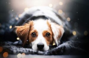 ყვარელში კაცმა ორი ძაღლი მოკლა-ბრალდებულს 5 წლამდე პატიმრობა ემუქრება