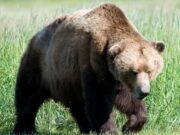 ლაგოდეხის დაცულ ტერიტორიებზე ბრაკონიერობის ფაქტი გამოვლინდა