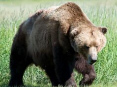 ლაგოდეხის დაცულ ტერიტორიებზე ბრაკონიერობის ფაქტი გამოვლინდა