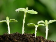 სახელმწიფო პროგრამაში „დანერგე მომავალი“ მონაწილეობისთვის განაცხადების მიღება იწყება