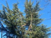 ძლიერი ქარის შედეგად თელავის მუნიციპალიტეტში საცხოვრებელ სახლებს სახურავები აქვს გადახდილი