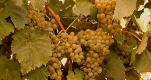 2026 წლის რთველისთვის ყურძენზე სამი განსხვავებული ფასი დაწესდება