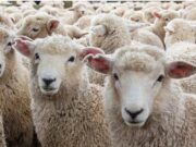 ქურდობა გურჯაანის მუნიციპალიტეტში – საძოვრიდან ცხვრები მოიპარეს