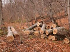 სატყეო სამსახურის თანამშრომლებმა ახმეტაში დაურეგისტრირებელი სახერხი საამქრო გამოავლინეს