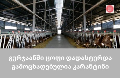 გურჯანში ცოფის დადასტურების გამო კარანტინი გამოცხადდა